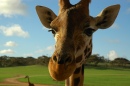 The Giraffe is the Only Animal Born with Horns