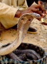 Roadside Snake Charmer, India