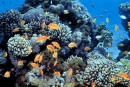Gulf of Eilat, Red Sea, Coral Reefs