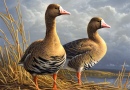 Federal Duck Stamp Art Contest