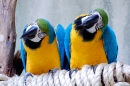Macaws at Bird Kingdom