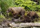 Bear Sow with Salmon and Cubs
