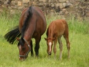 Trakehner Mare and Foal