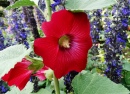 Red Holly Hock