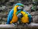 Macaws Mating