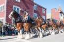 25 Clydesdales in South Boston Parade