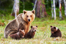 Brown Mother Bear with Cubs