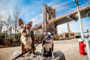 Dogs Sitting in front of the Brooklyn Bridge