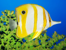 Butterflyfish and Green Coral