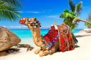 Camel Ride on the Tropical Beach