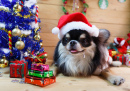 Chihuahua in a Christmas Costume