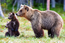 Brown Bear Cubs with their Mom