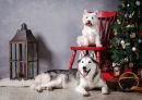 Siberian Husky and West Highland Terrier