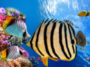 Corals and Tropical Fish, Red Sea