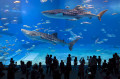 Whale Sharks in the Okinawa Aquarium