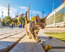 Cat  In Istanbul, Turkey