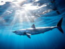 Mako Shark, Sea of Cortez, Mexico