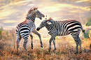 Wild Zebra in the African Grasslands
