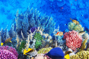Corals and Fish in the Red Sea