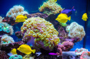 Tropical Fish and Corals