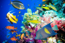 Tropical Fish in the Red Sea