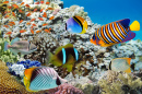 Coral Reef and Tropical Fish, Red Sea