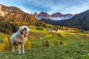 Lonely Sheep, Santa Maddalena, Italy