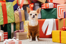 Chihuahua and Presents