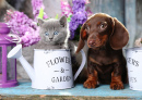 Dachshund Puppy and Scottish Kitten