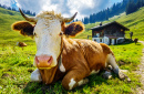 Cow in the Austrian Alps