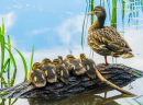 Mother Duck and Ducklings Sitting on a Log