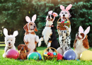Cute Dogs on an Egg Hunt
