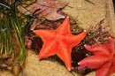 Star Fish, Monterey Bay Aquarium