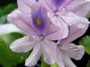 Pond Water Hyacinth